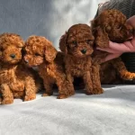 Kore Kan Toy Poodle Red Yavrular 0 Boy