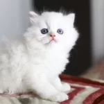 Bir Çift Boncuk Mavi Göz British Longhair