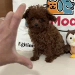 Petmode Köpek Çiftliğinden Tea Cup Kore Poodle Lar