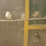 Hazır Sağlıklı Kanaryalar