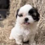 Sağlıklı Shih Tzu Köpeği