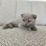 Erkek 50 Günlük Yavru Scottish Fold