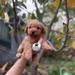 Sağlıklı Toy Poodle Yavrumuz