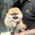 Pomeranian Boo Köpekler