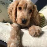 Minik Eğitimli Prenses Köpeğimiz