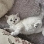 Çok Tatlış British Longhair Kediler