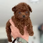 Petmode Köpek Çiftliğinden Tea Cup Kore Poodle
