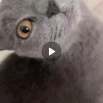 Sağlıklı Çift Kedimiz