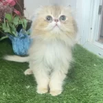 British Longhair Erkek Kedimize Ömürlük Yuva Arıyoruz