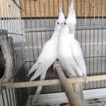 Albino Takım Sultan Papağanı