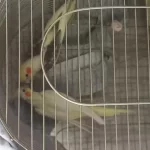 Kuluçka Geçirmiş Çift Sultan Papağanı