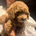 Toy Poodle Yavrular İrk Sağlık Garantili