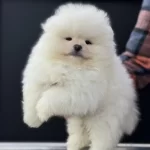 Yarışma Düzeyinde Teddy Face Pomeranian Yavrularımız