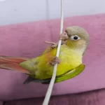 El Besleme Konur Papağani