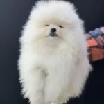 Petmode Köpek Çiftliğinden Tea Cup Pomeranian Boo