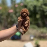 Miniboy Teacup Korekan Poodle Bebekler