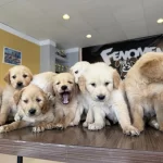 Baby Face Golden Retriewer Yavrulari Safkan Belgeli Ankara