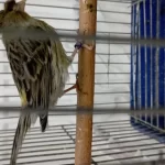 Hazır Alman Tepeli Dişi Kanarya