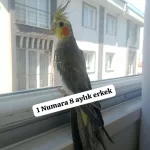 Sultan Papağanı Ev Üretimi Kuşlar