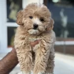 Petmode Köpek Çiftliğinden Ziyarete Açık Maltipoo