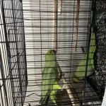 Standart Pakistan Papağanlari Eğitime Açik