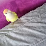 Sevda Papağanı Erkek