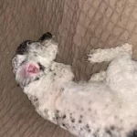 Maltipoo 7 Aylık Erkek