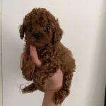 Toy Poodle Yavrularım Orijinal