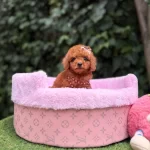 Orjinal Teacüp Poodle