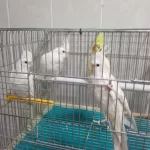 Damızlık Sultan Papağanlar