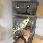 Full Evcil El Besleme Yavru Sultan Papağani