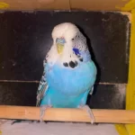 Erkek Show Jumbo Muhabbet Kuşu
