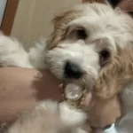 4 Aylık Maltipoo İçin Acil Yuva Arıyoruz