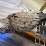Jako Papağanımız Duman