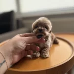 Dişi Ve Teacup Erkek Kore Maltipoo Bebişler