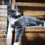 Tüm Aşı Ve Belgeleri Eksiksiz Şecereli Safkan Maine Coon