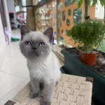 Erkek Blue Point Cinsi Erkek 3.5 Aylık British Shorthair