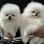 Petmode Köpek Çiftliğinden Ziyarete Açık Pomeranian
