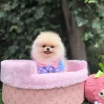 Orjinal Ayı Surat Pomeranian