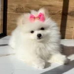 Pomeranian Boo Yavru Köpeği