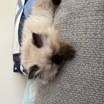 British Longhair Prensesim