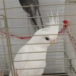 Evde Besleme Sultan Papağanı