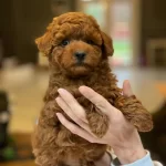 Oyuncak Ayıcık Görünümlü Red Poodle Yavrularımız