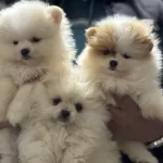 Ankranın En Seçkin Teddy Face Pomeranian Yavruları