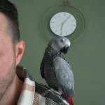 Sağlıklı Erkek Jako Papağanı