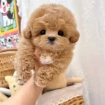 Tr Nin En Kaliteli Kore Maltipoo Yavruları