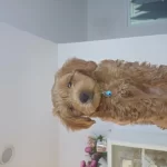 Sağlıklı 2.5 Aylık Maltipoo