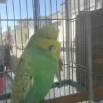 Show Erkek Muhabbet Kuşu