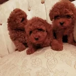 Boy Ve Kg Ram Garantili Kore Toy Poodle Lar