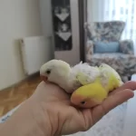 Yavru Sevda Papağanları